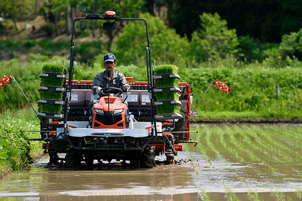田植え
