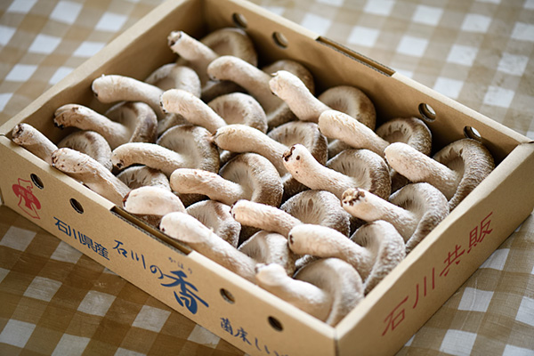 生しいたけ「いしかわの香」