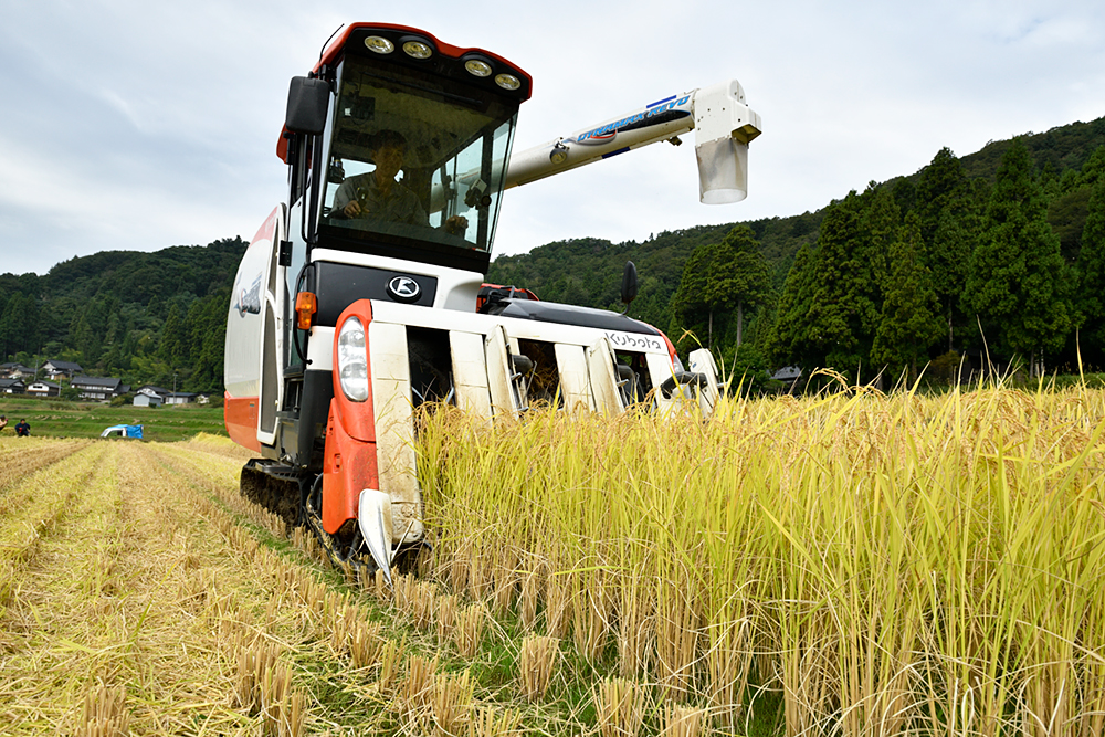 稲刈り