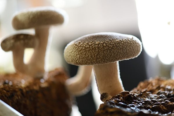 しいたけアップ