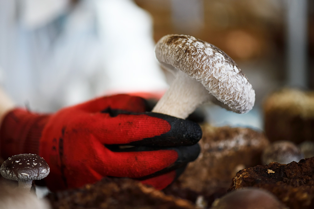 しいたけアップ